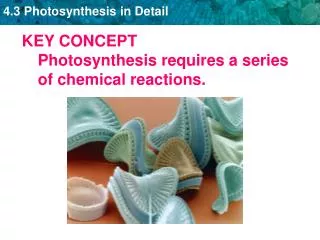 KEY CONCEPT Photosynthesis requires a series of chemical reactions.