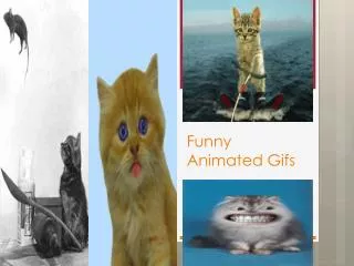 Funny Animated Gifs