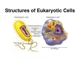 Structures of Eukaryotic Cells