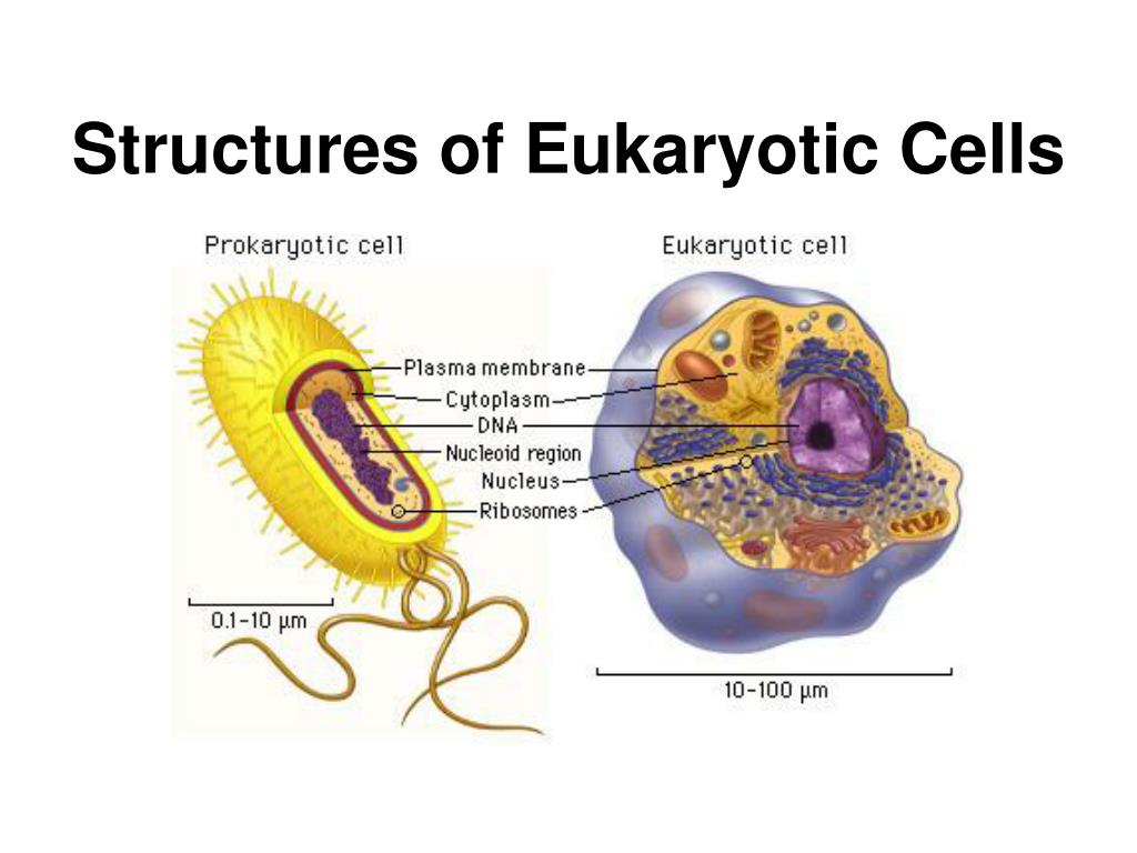 PPT - Structures of Eukaryotic Cells PowerPoint Presentation, free ...