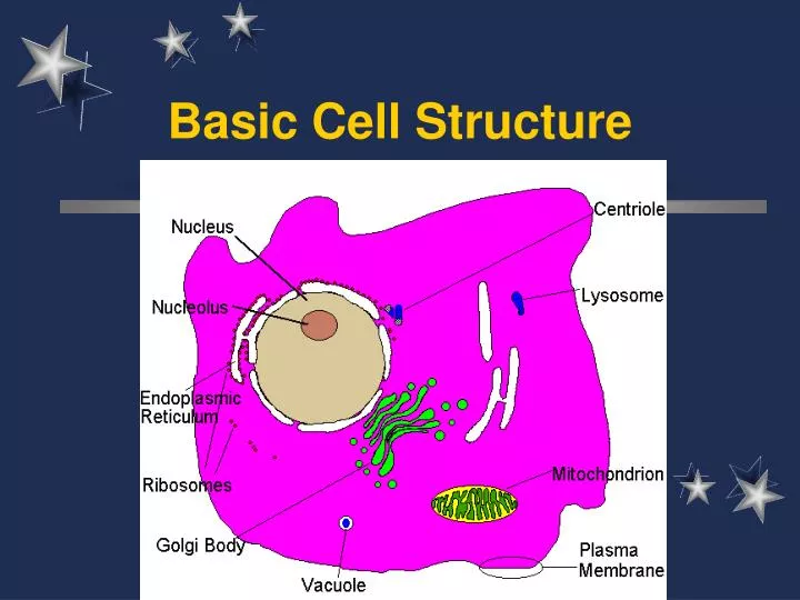 basic cell structure