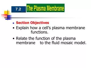 Section Objectives Explain how a cell’s plasma membrane 		functions.