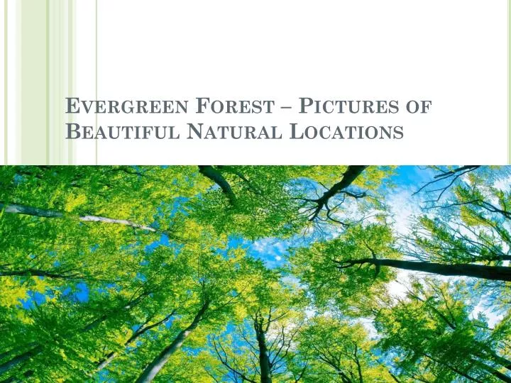 evergreen forest pictures of beautiful natural locations