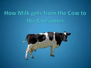 How Milk gets from the Cow to the Consumer