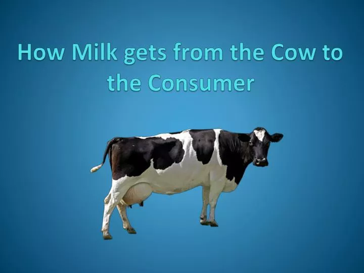how milk gets from the cow to the consumer