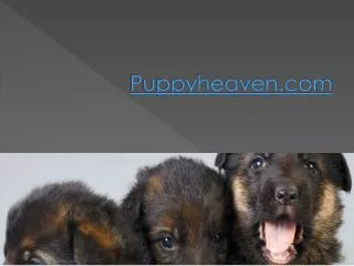 Toy Maltese Puppies