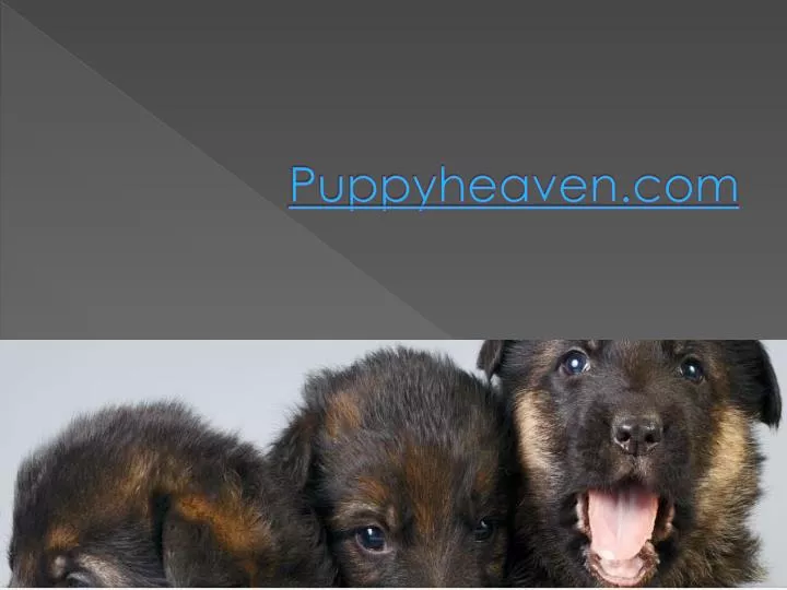 puppyheaven com
