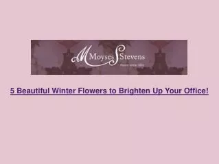 5 Beautiful Winter Flowers to Brighten Up Your Office