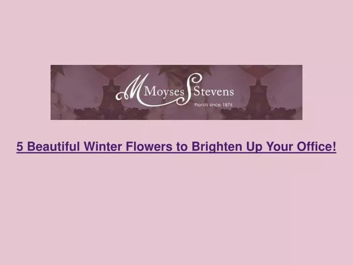 5 beautiful winter flowers to brighten up your office