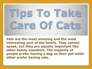 Tips To Take Care Of Cats