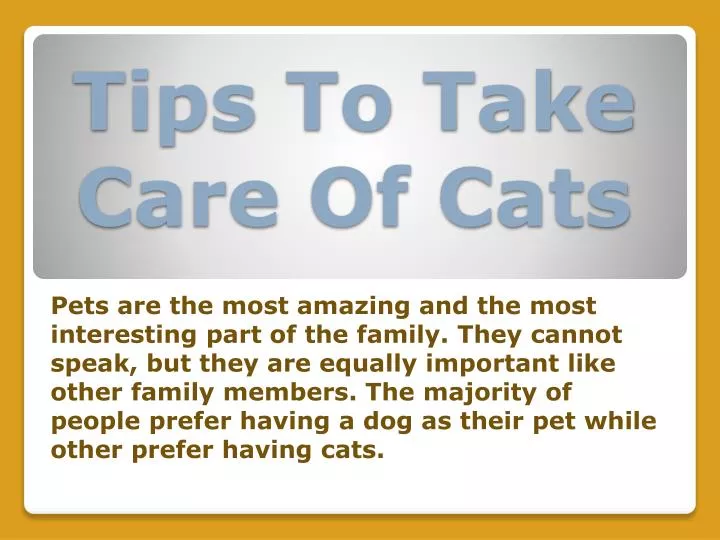 tips to take care of cats