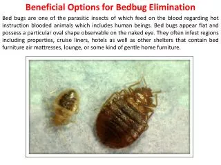 Beneficial Options for Bedbug Elimination