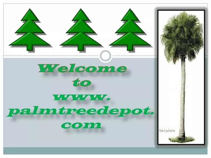welcome to www palmtreedepot com
