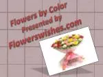 Flowers by Color