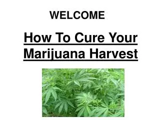 How To Cure Your Marijuana Harvest