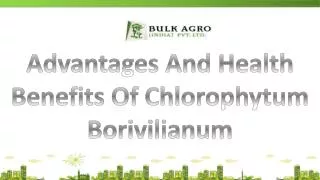 Advantages And Health Benefits Of Chlorophytum Borivilianum