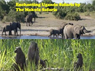 Enchanting Uganda Safaris by The Makula Safaris