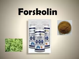 Forskolin in its Deepest