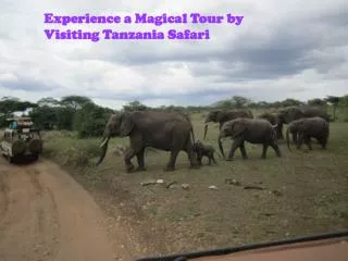 Experience a Magical Tour by Visiting Tanzania Safari