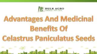 Advantages And Medicinal Benefits Celastrus Paniculatus Seed