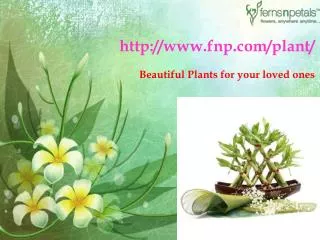 Buy Online Beautiful Plants