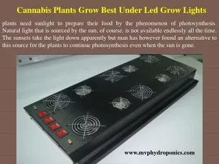 Cannabis Plants Grow Best Under Led Grow Lights
