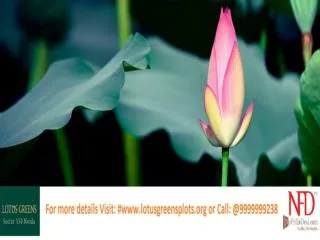 Exclusive Lotus Greens Plots at Sector 150 Noida @9999999238