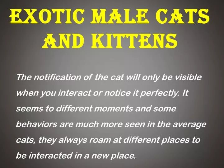 exotic male cats and kittens