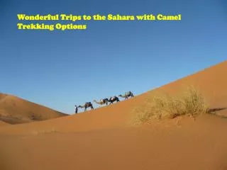 Wonderful Trips to the Sahara with Camel Trekking Options