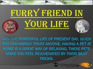 Furry Friend In Your Life