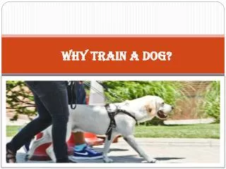 Why Train A Dog?