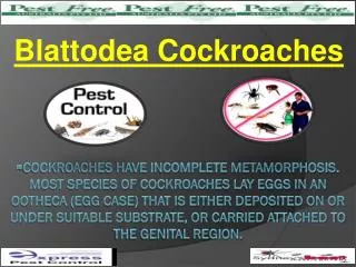 Blattodea Cockroaches