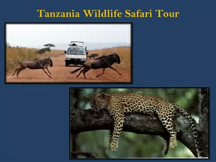tanzania wildlife safari tour