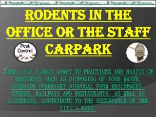 Rodents in the Office or the Staff Carpark