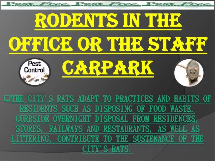 rodents in the office or the staff carpark