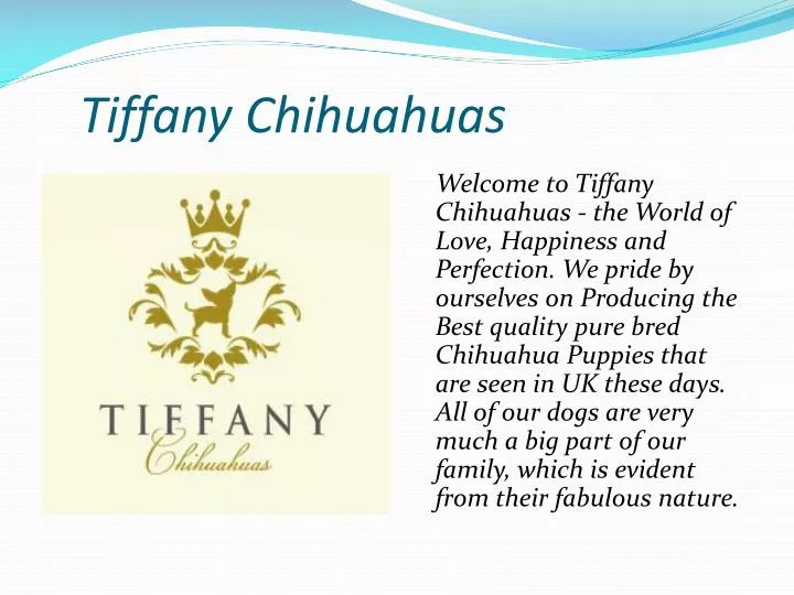 tiffany chihuahuas