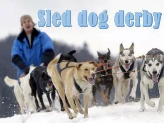 Sled dog derby