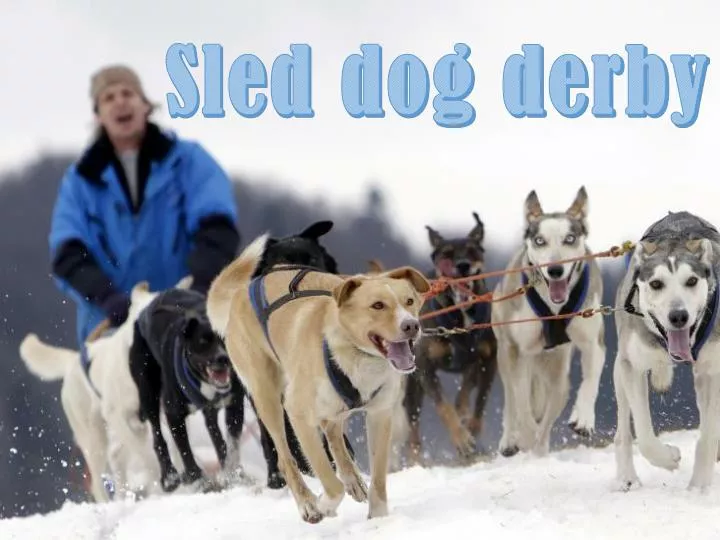 sled dog derby