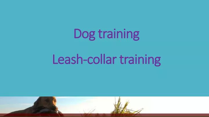 dog training leash collar training