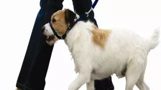 Dog Training With A Head Collar Training