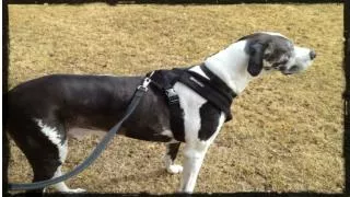 Dog training with a training collar or choke collar