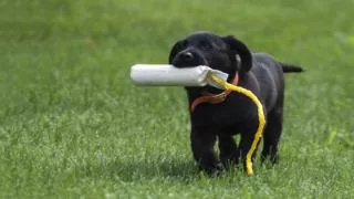 Training A Puppy Is Easier Than Training an Adult or Adolesc