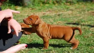 Dog Training - Training New Puppy Tips