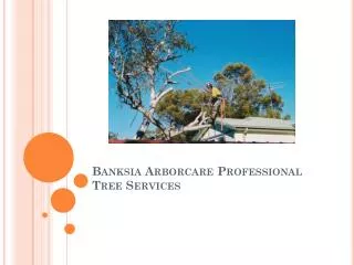 Banksia Arborcare Professional Tree Services