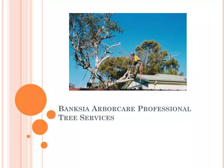 banksia arborcare professional tree services