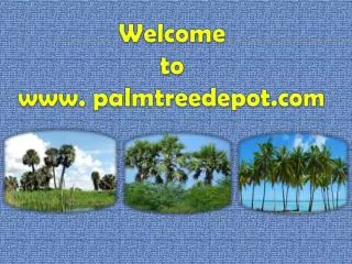 Palm Tree