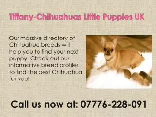 Tiffany-Chihuahuas Little Puppies UK