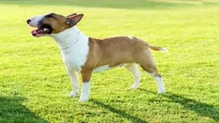 Dog Training - Training the dog to come when it is called
