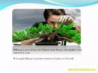 Basic Information about Bonsai