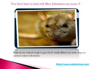 You don’t have to deal with Mice Infestation any more..!!